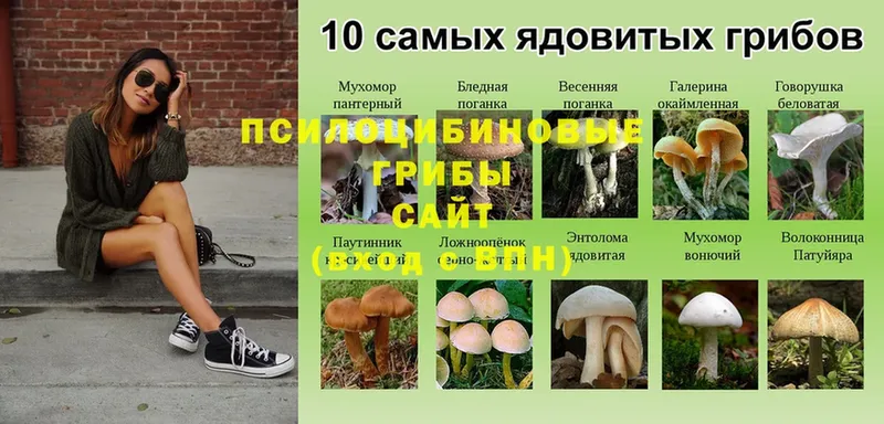 Галлюциногенные грибы Psilocybine cubensis  Зарайск 